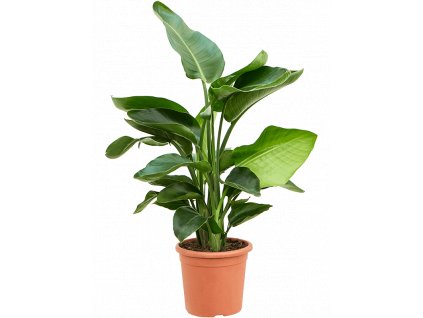 84296 strelitzia nicolai prumer 20 cm