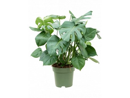 84305 monstera deliciosa prumer 27 cm
