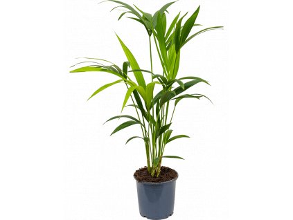 84326 howea kentia forsteriana prumer 17 cm