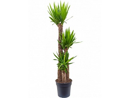 84344 yucca elephantipes prumer 30 cm