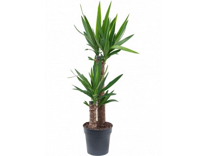 84347 yucca elephantipes prumer 21 cm