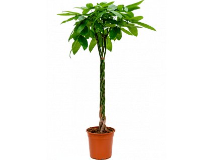 84350 pachira aquatica prumer 27 cm