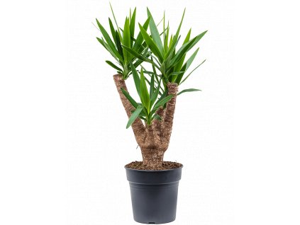 84365 yucca elephantipes prumer 24 cm