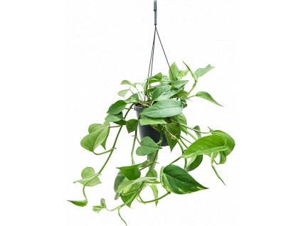 84374 epipremnum aureum zaves prumer 17 cm