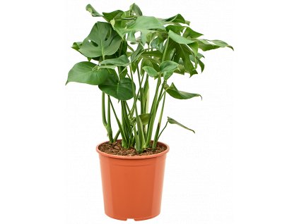 84419 monstera deliciosa prumer 30 cm
