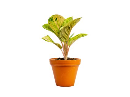 Aglaonema Apple Fantasy, průměr 12 cm