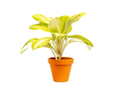 Aglaonema Arctic Lime, průměr 12 cm