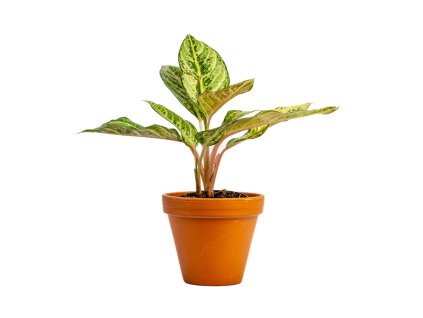 Aglaonema Eyecatcher, průměr 12 cm
