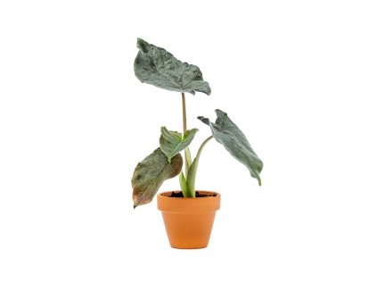 Alocasia Antoro Velvet, průměr 6 cm