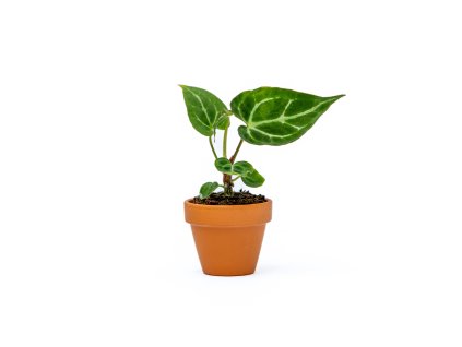 Anthurium Crystallinum, průměr 6 cm