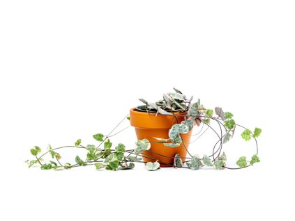 Ceropegia woodii Variegata, průměr 6 cm