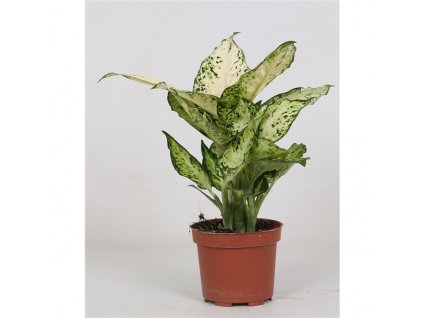 Dieffenbachia Amy 12Ø 30cm