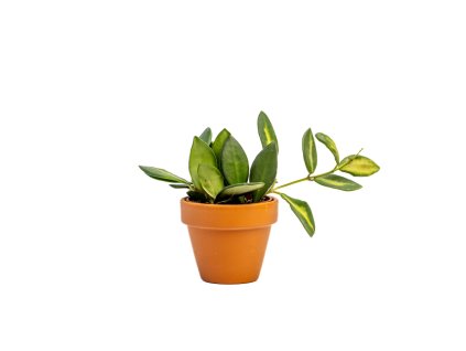 Hoya Burtoniae variegata, průměr 6 cm