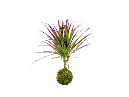 Kokedama Dracaena marginata Bicolor (S)  Dracéna lemovaná, dračinec