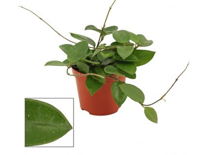 Hoya Chouke 9Ø 12cm