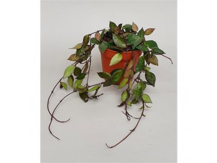 Hoya Krohniana Black Leaves 12Ø 15cm