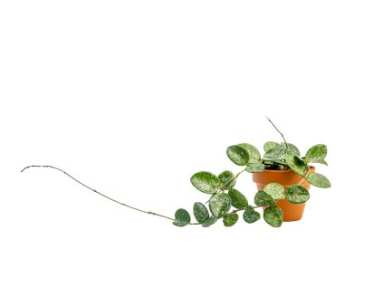 Hoya Mathilde, průměr 6 cm