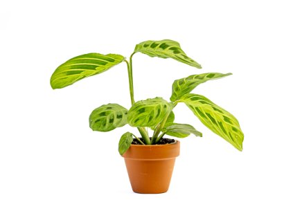 Marantha Leuconeura Lemon Lime, průměr 6 cm