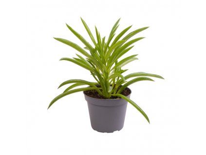 Gardners.cz Peperomia ferreyrae Nevada 6Ø 10cm
