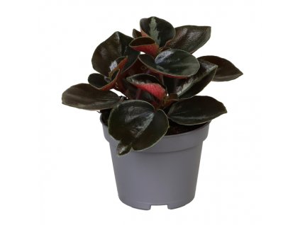 Gardners.cz Peperomia columbiana 6Ø 10cm