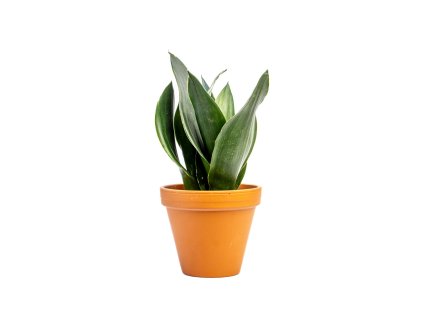 Sansevieria Black Diamond, průměr 12 cm