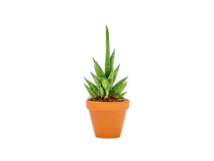 Sansevieria cylindrica Starshooter, průměr 7 cm