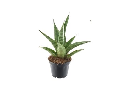 Gardners.cz Sansevieria trifasciata Pineapple 7Ø 18cm