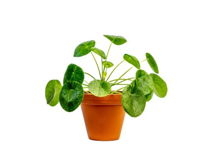 Pokojovky Pilea: Kompletní Průvodce Pěstováním a Péčí () Pokojovky Pilea: Kompletní Průvodce Pěstováním a Péčí