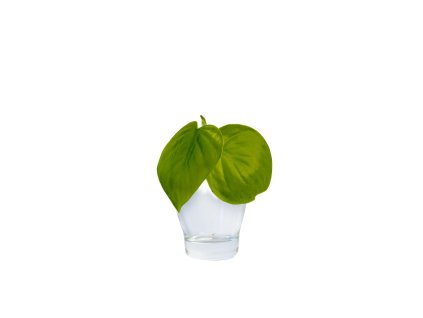 Philodendron scandens Lemon lime řízek k zakořenění