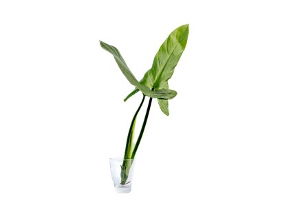 Philodendron Silver Queen řízek k zakořenění