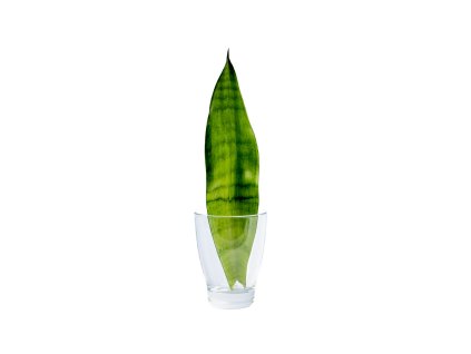 Sansevieria trifasciata Moonshine řízek k zakořenění