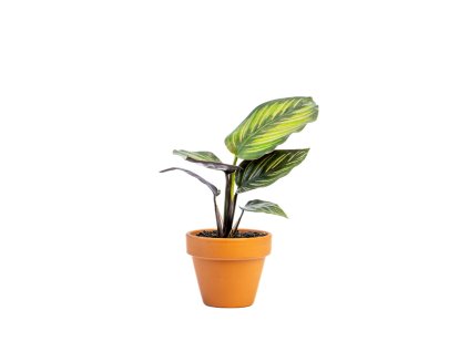 Calathea Beautystar, průměr 6 cm