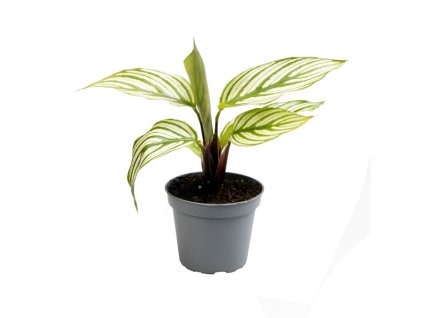 Calathea Vittata, průměr 6 cm