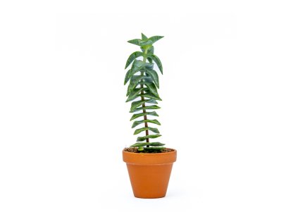Crassula perforata, průměr 9 cm