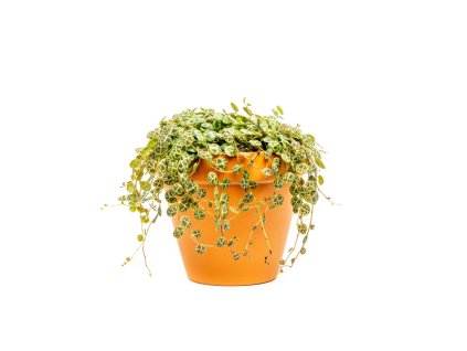 Peperomia Prostrata, průměr 11 cm