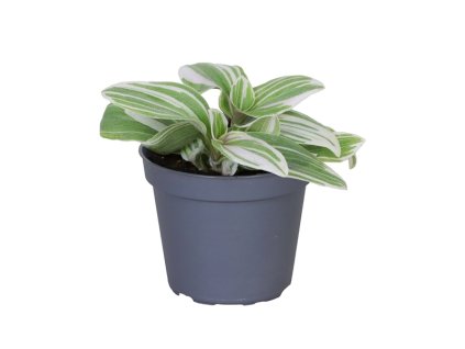 Tradescantia Brightness, průměr 6 cm