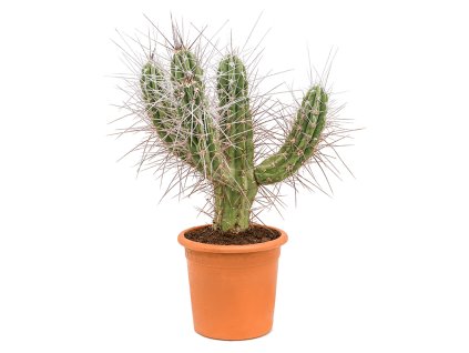 85876 stetsonia coryne prumer 30 cm