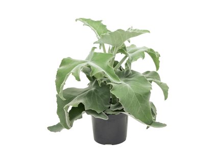 85885 kalanchoe beharensis prumer 19 cm