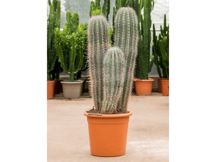 85903 pachycereus pringlei prumer 30 cm