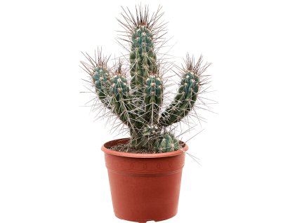 85912 stetsonia coryne prumer 27 cm