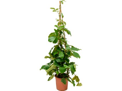 85969 tetrastigma voinierianum prumer 27 cm