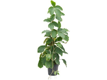 85972 tetrastigma voinierianum prumer 24 cm