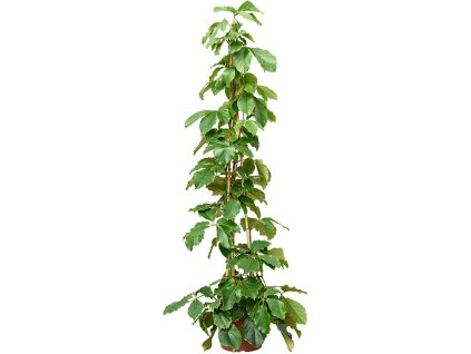 85978 tetrastigma voinierianum prumer 40 cm
