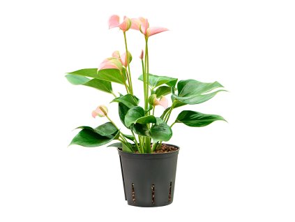 86083 anthurium andraeanum joli bush pink prumer 13 cm hydroponie