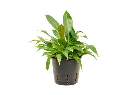 86104 philodendron little phil prumer 13 cm hydroponie