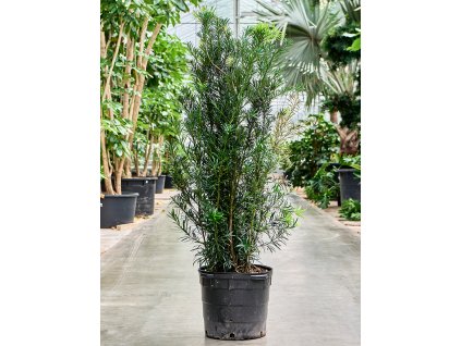 86191 podocarpus macrophyllus maki prumer 41 cm