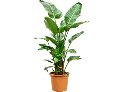 86200 strelitzia nicolai prumer 30 cm