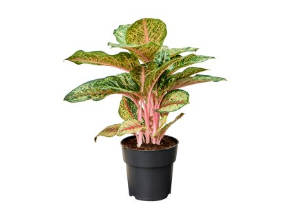 86206 aglaonema carnival queen prumer 19 cm