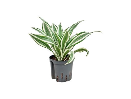 86254 dracaena deremensis white jewel prumer 13 cm hydroponie