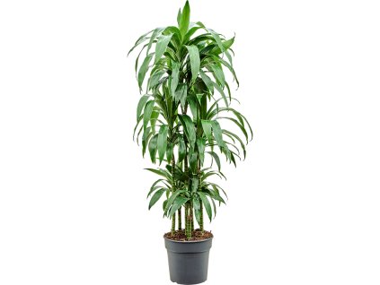 86284 dracaena fragrans janet craig prumer 30 cm